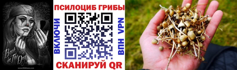 mega   Коммунар  Псилоцибиновые грибы прущие грибы 